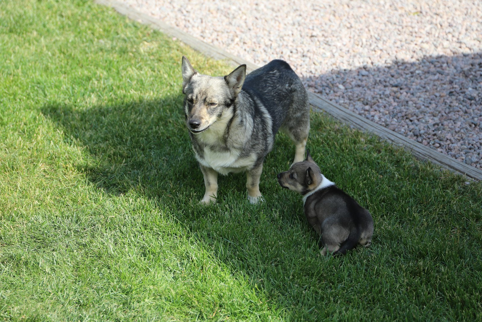 Dog Grooming in Alameda: How Your Dog’s Needs Change From Puppy to Senior